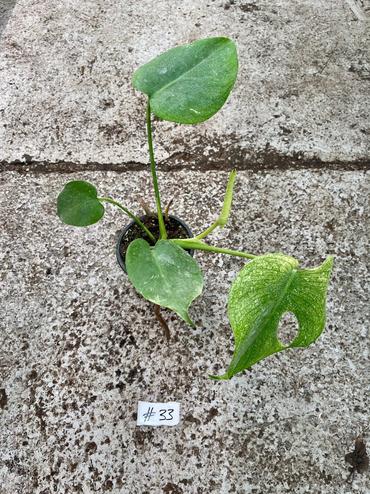 PLANTE A SAUVER