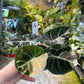 ALOCASIA BLACK VELVET PINK VARIEGATA M