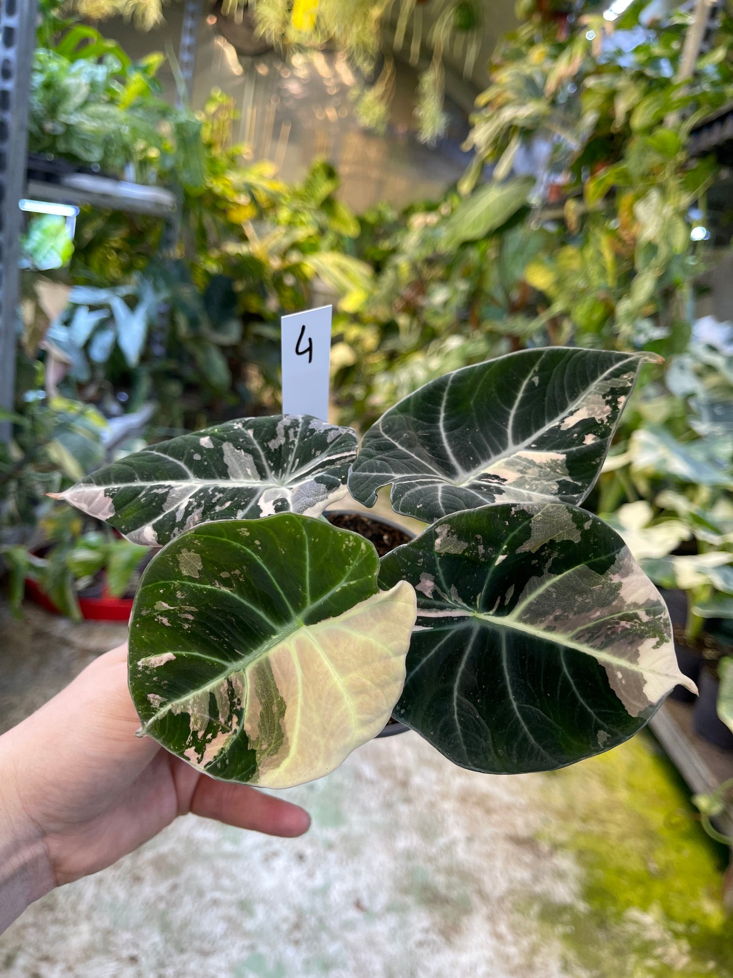 ALOCASIA BLACK VELVET PINK VARIEGATA M
