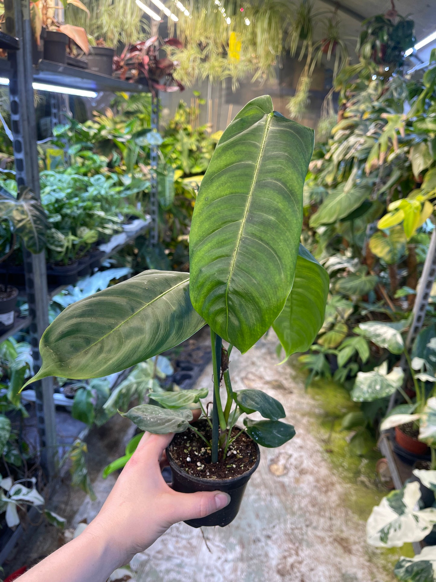 Philodendron sharoniae M NEW