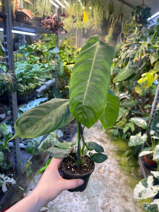 Philodendron sharoniae M NEW