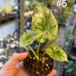 Alocasia dragon scale variegata S NEW