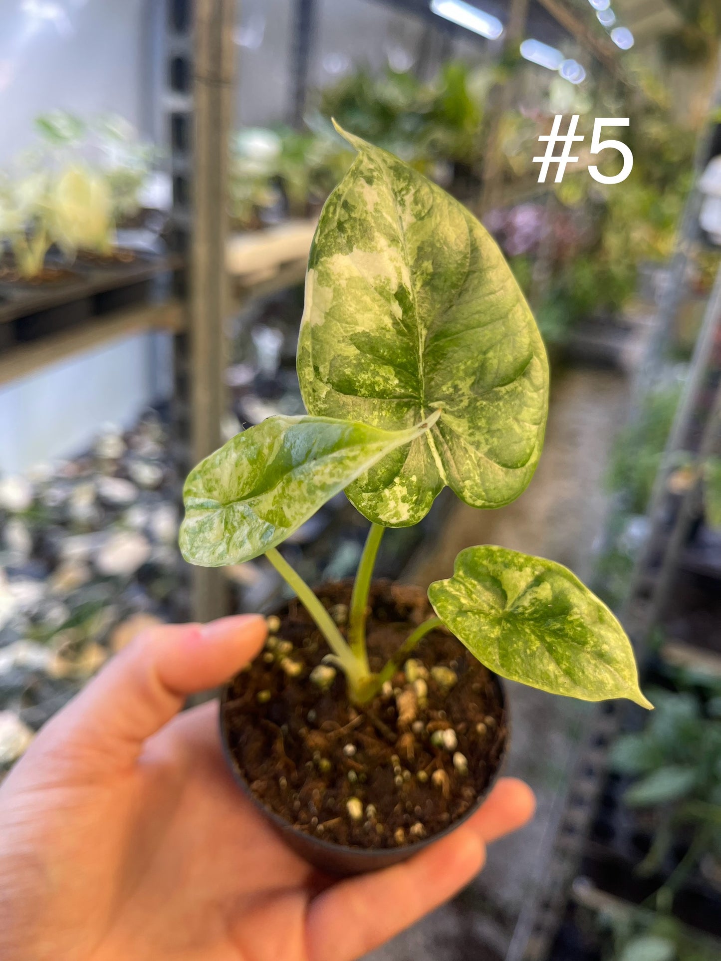 Alocasia dragon scale variegata S NEW