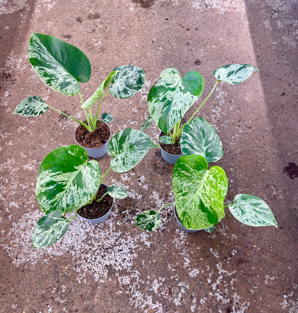 Monstera vietciosa
