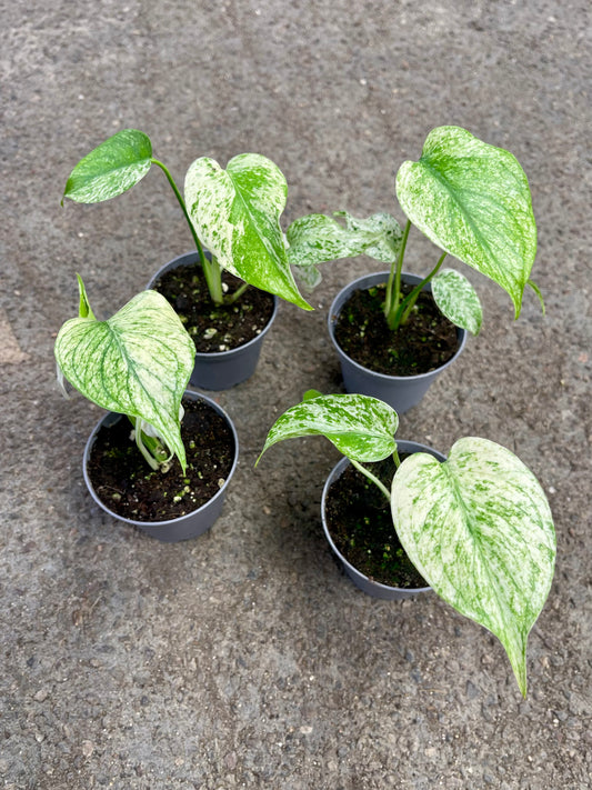 MONSTERA WHITE MONSTER S NEW