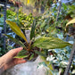 Philodendron caramel marble légère var M