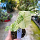 MONSTERA MINT WHITE MONSTER S NEW