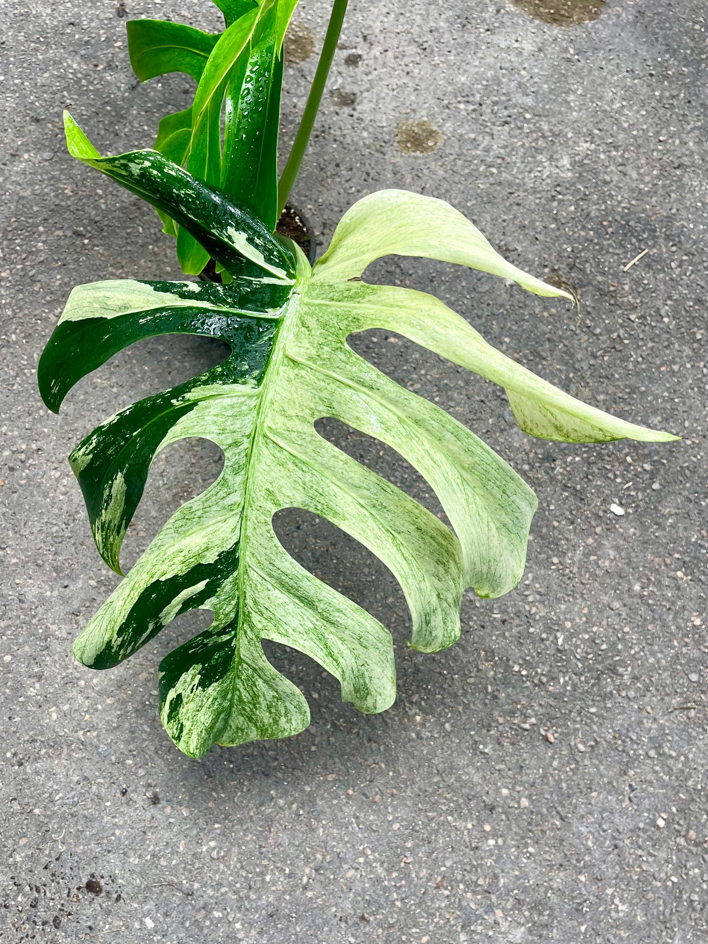 MONSTERA JUNGLE MINT