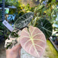 ALOCASIA BLACK VELVET PINK VARIEGATA M