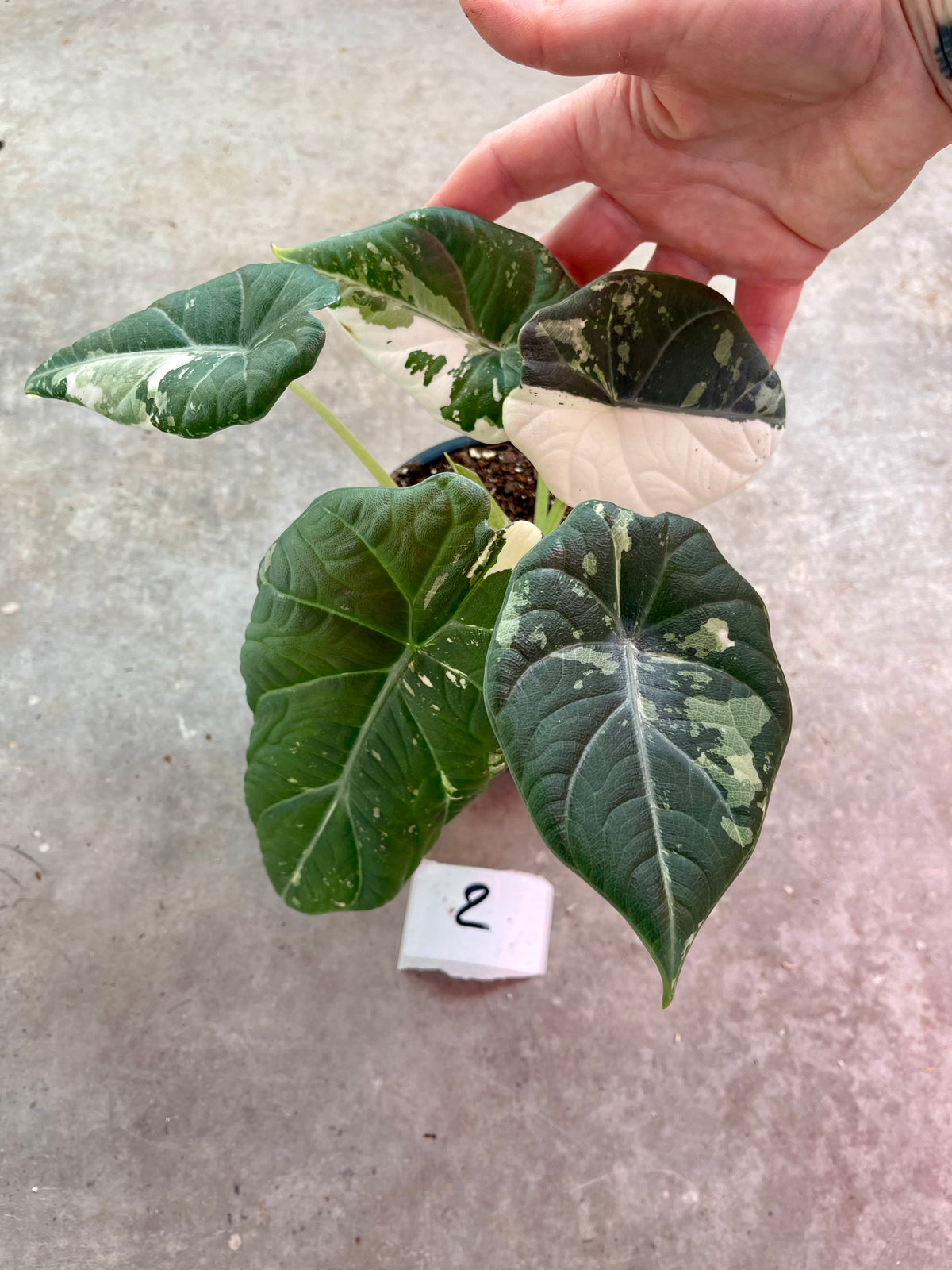 ALOCASIA MAHARANI ALBO VARIEGATA