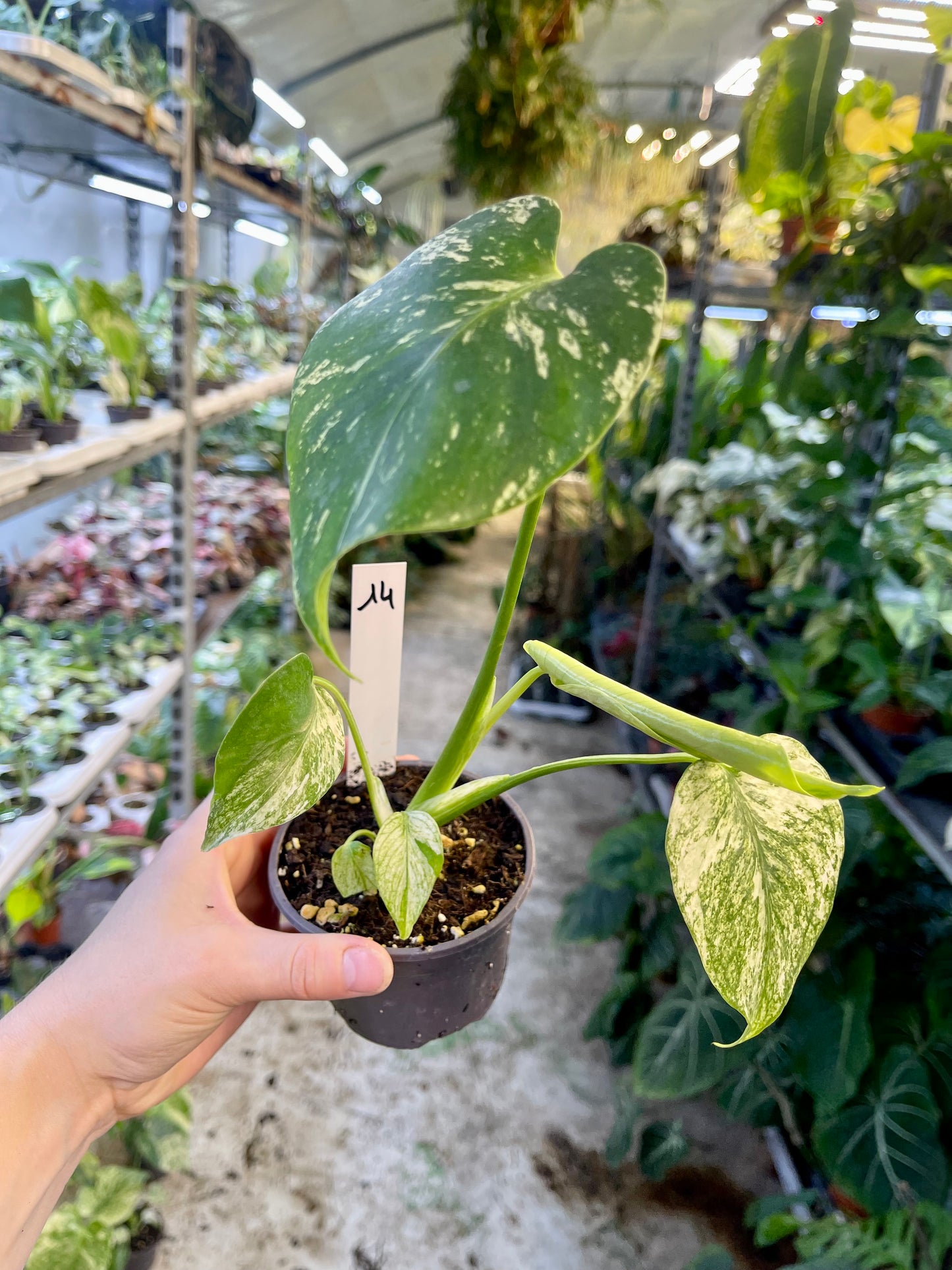 MONSTERA WHITE MONSTER M NEW