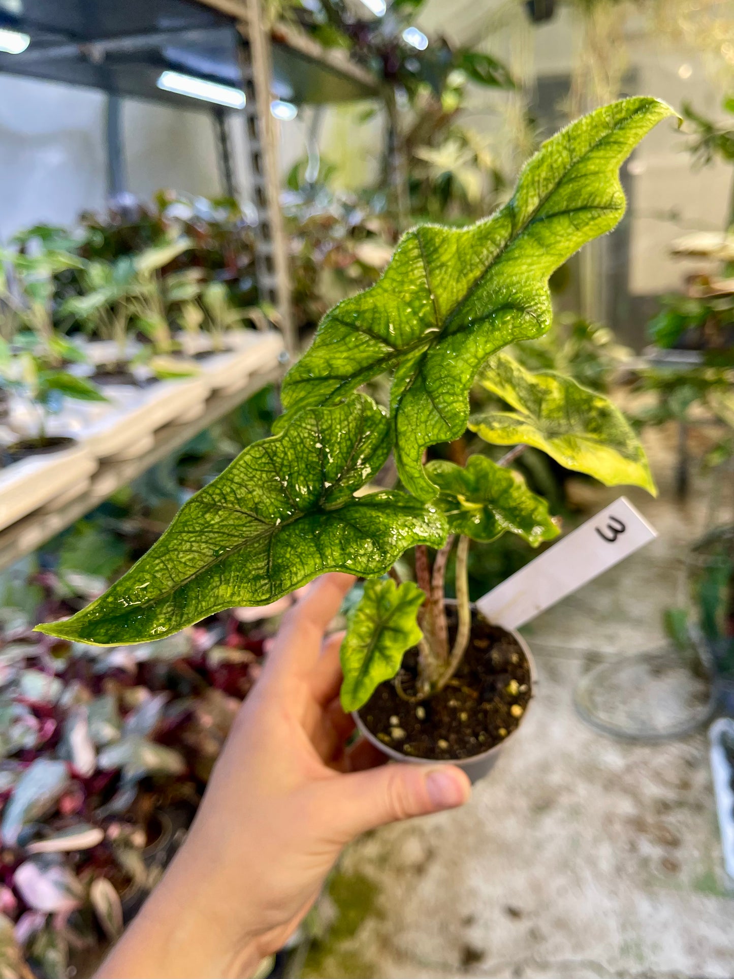 Alocasia jacklyn variegata NEW