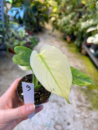 MONSTERA MINT WHITE MONSTER S NEW