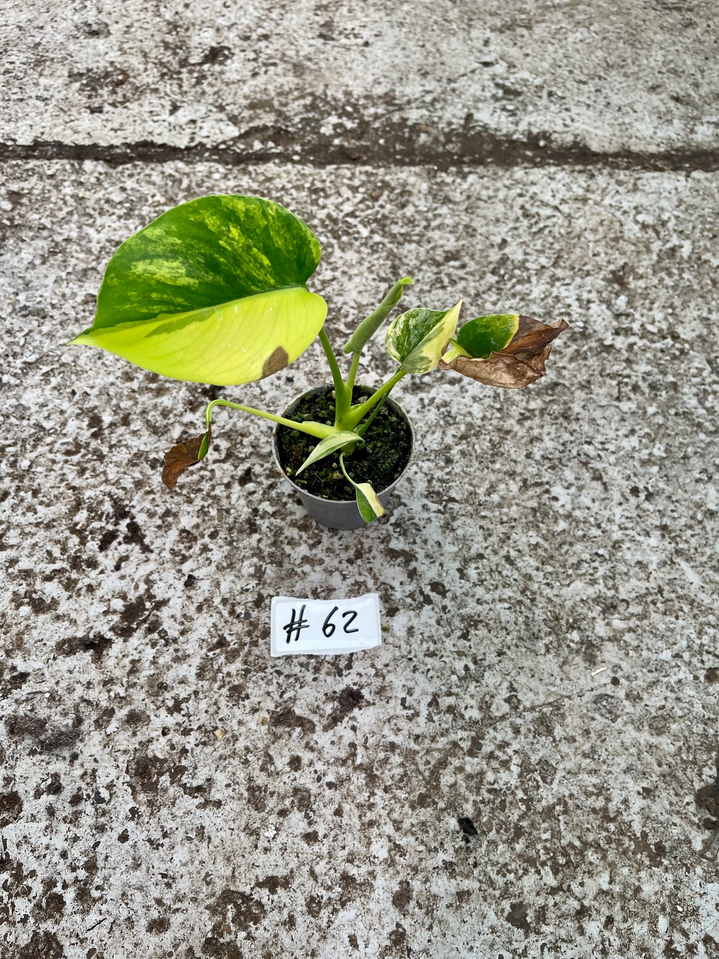 PLANTE A SAUVER