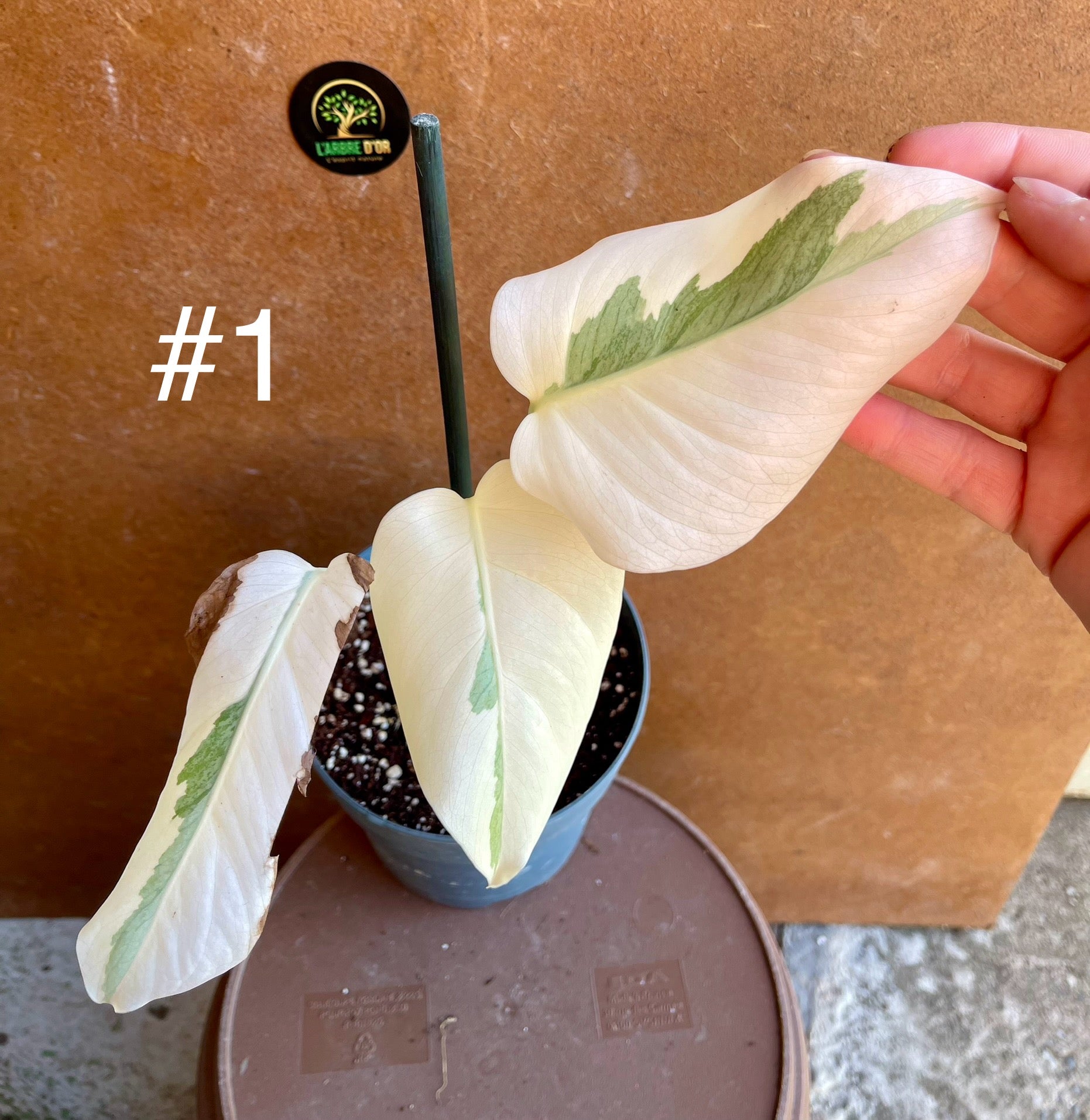 Monstera variegata white ghost  L'arbre D'or 67