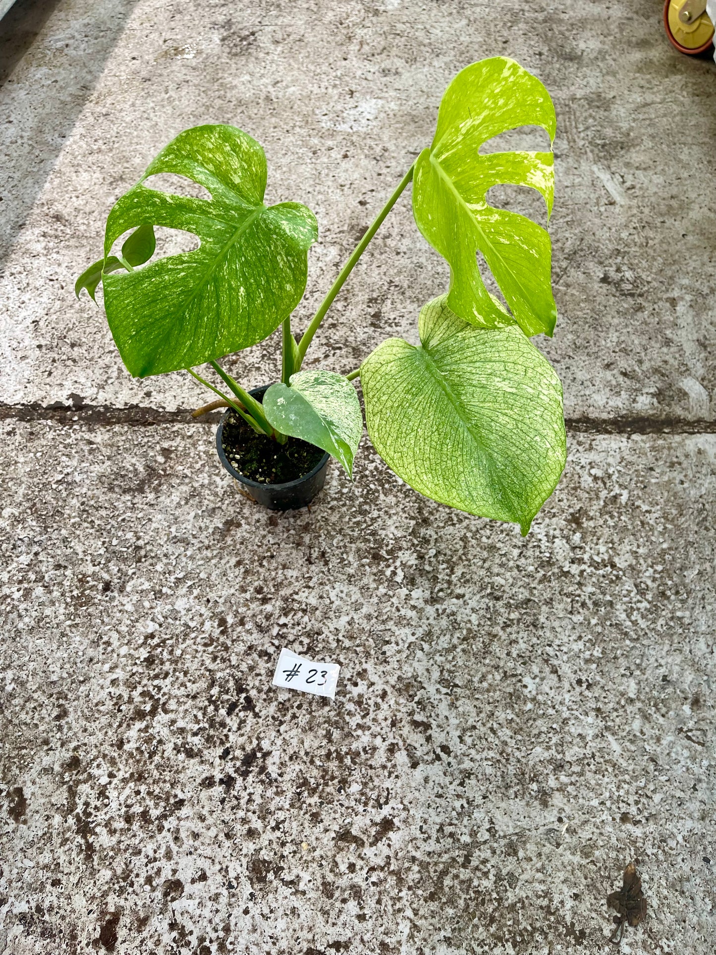 PLANTE A SAUVER