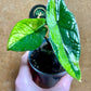 Alocasia scalprum variegata
