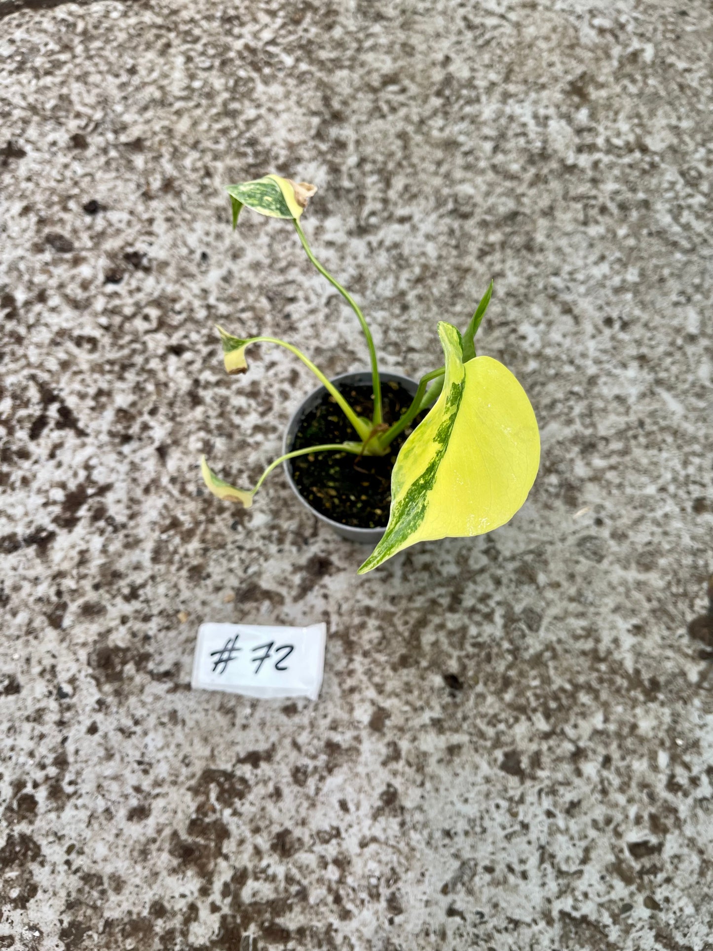 PLANTE A SAUVER
