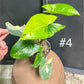 Syngonium aurea variegata