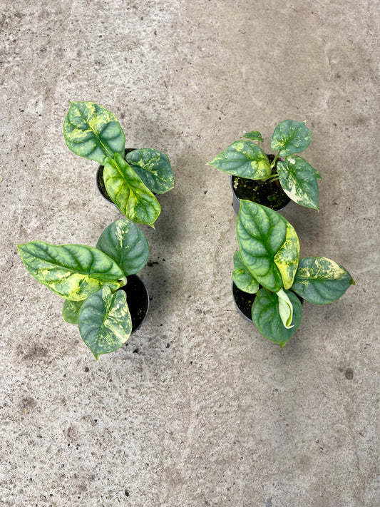ALOCASIA SILVER DRAGON AUREA S NEW