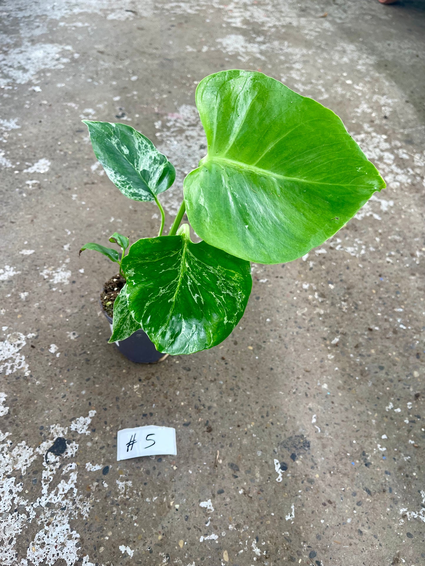 MONSTERA BULBASAUR M