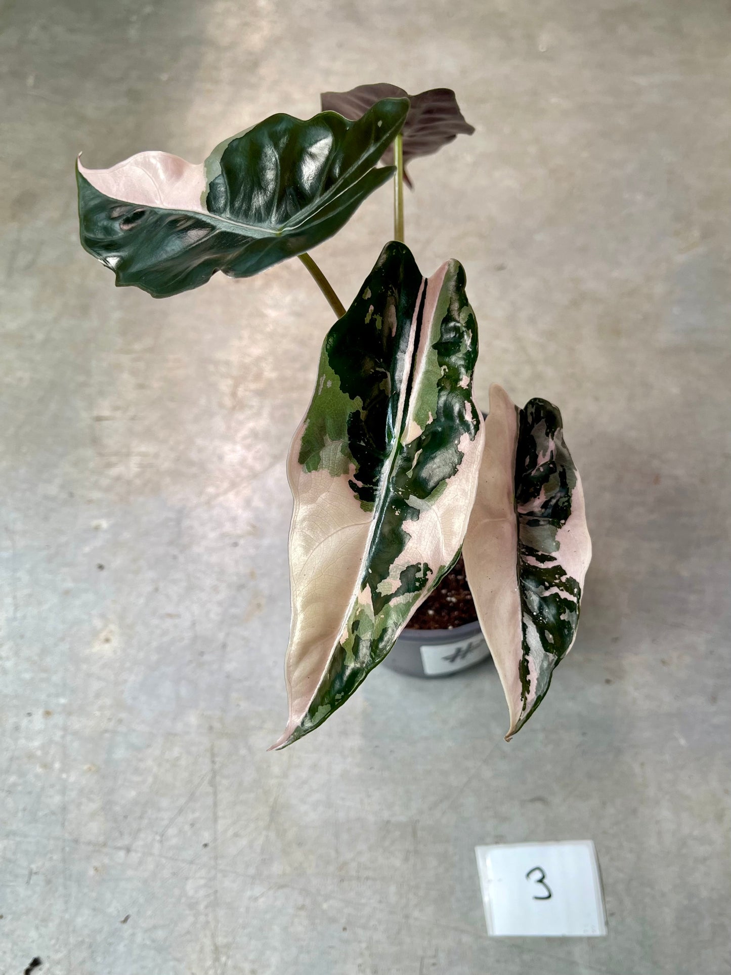 ALOCASIA CHANTRIERI PINK VARIEGATA NEW