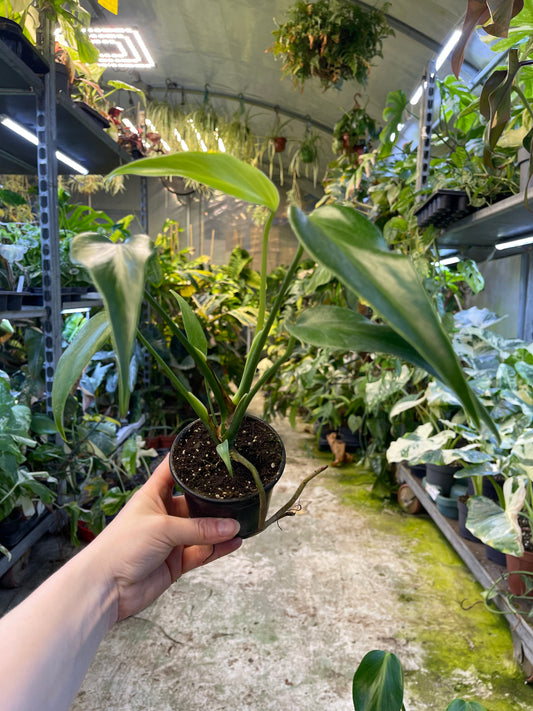 MONSTERA BURLE MARX FLAME M