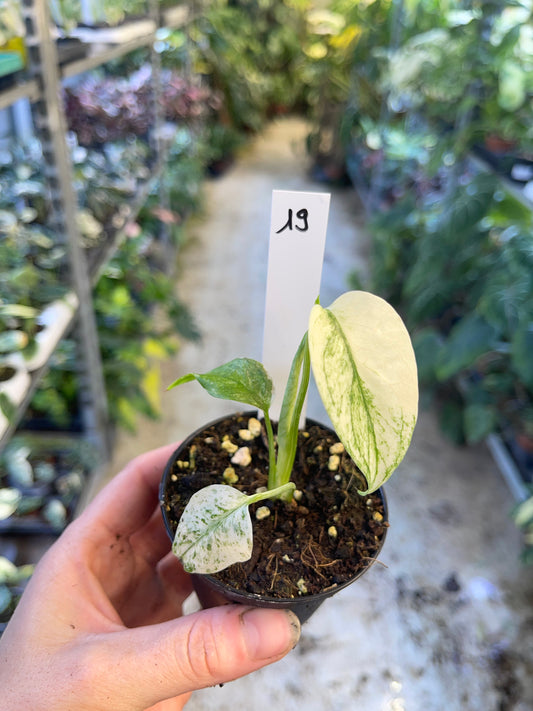 MONSTERA WHITE MONSTER S NEW