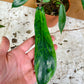 Philodendron joepii green on green variegata NEW