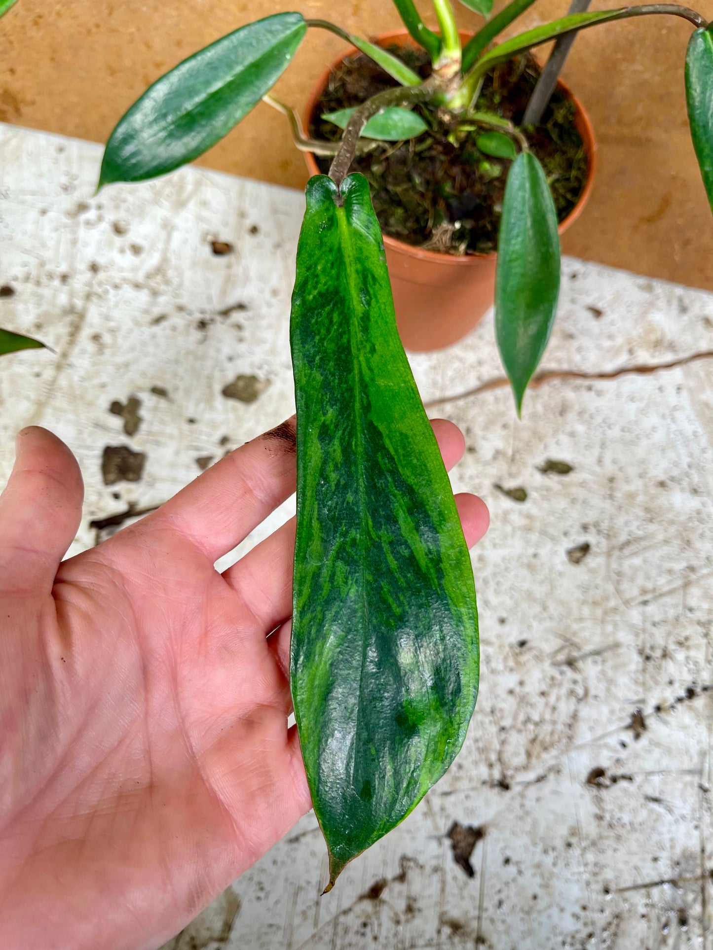 Philodendron joepii green on green variegata NEW