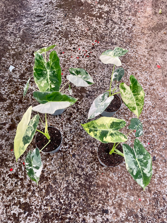 ALOCASIA FRYDEK VARIEGATA