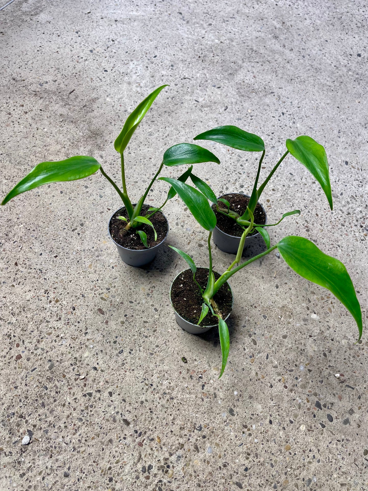 monstera dilacerata burle marx flame S NEW