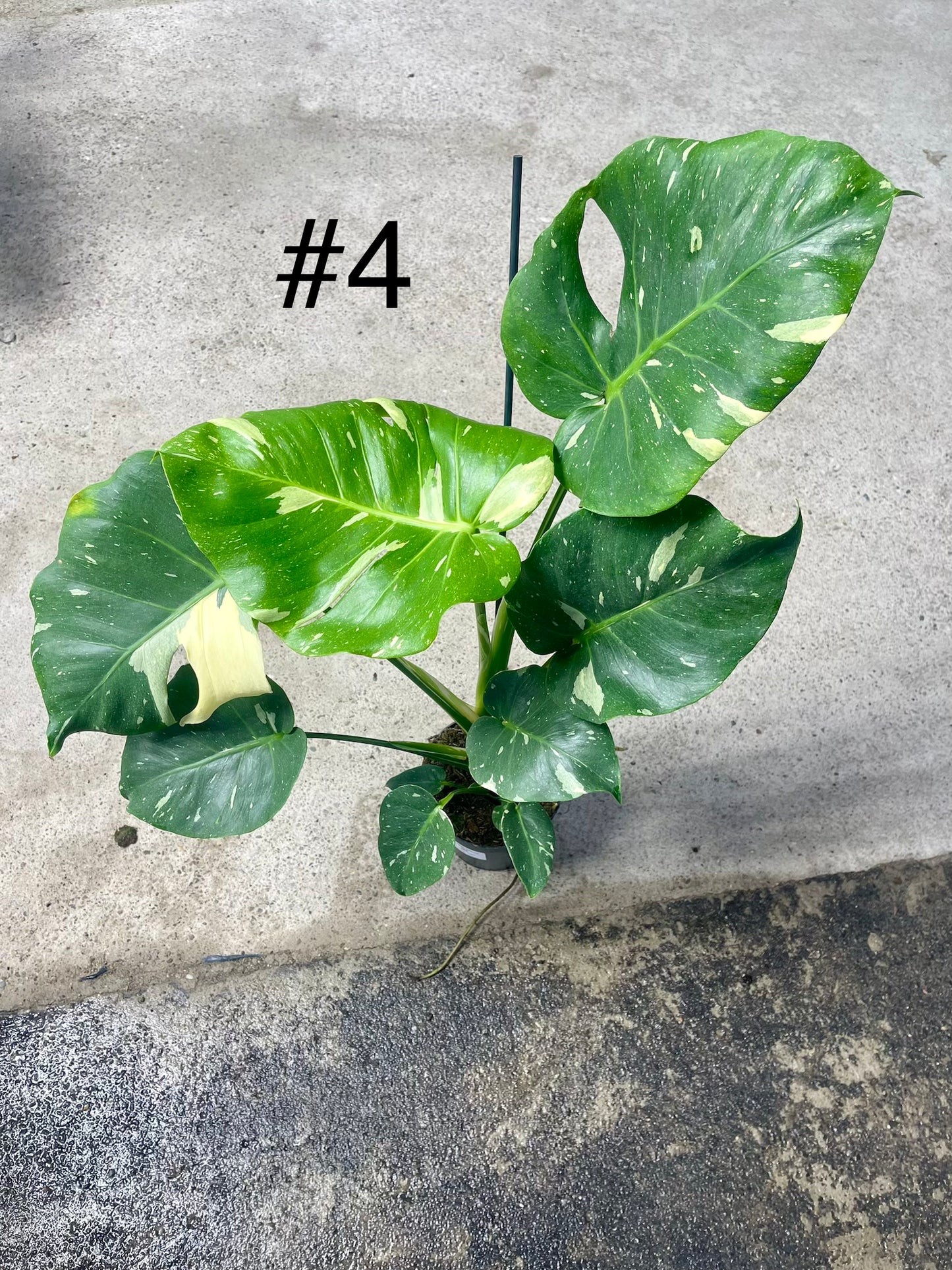 Monstera deliciosa thai constellation XL