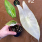Alocasia longiloba variegata M NEW