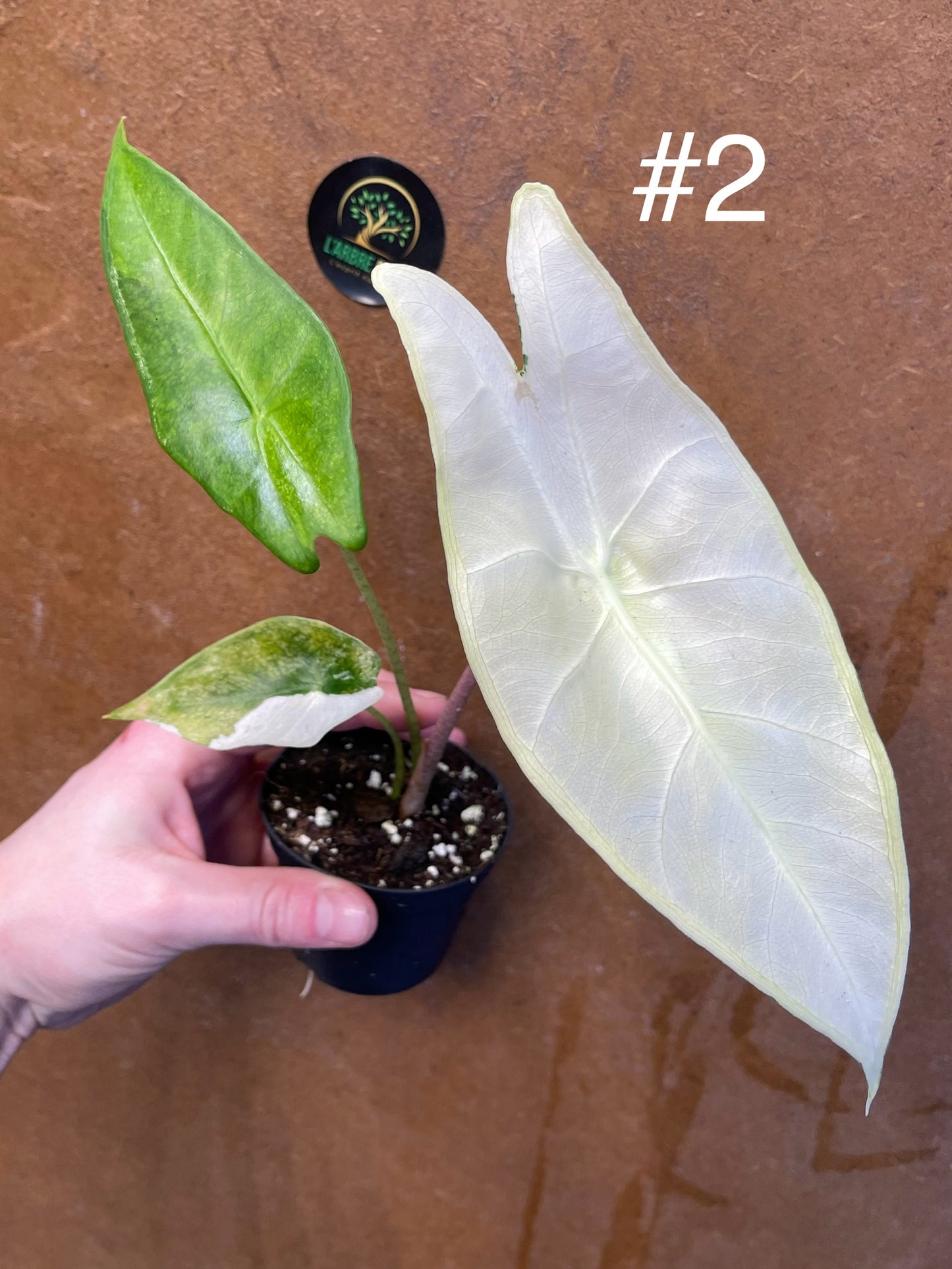 Alocasia longiloba variegata M NEW