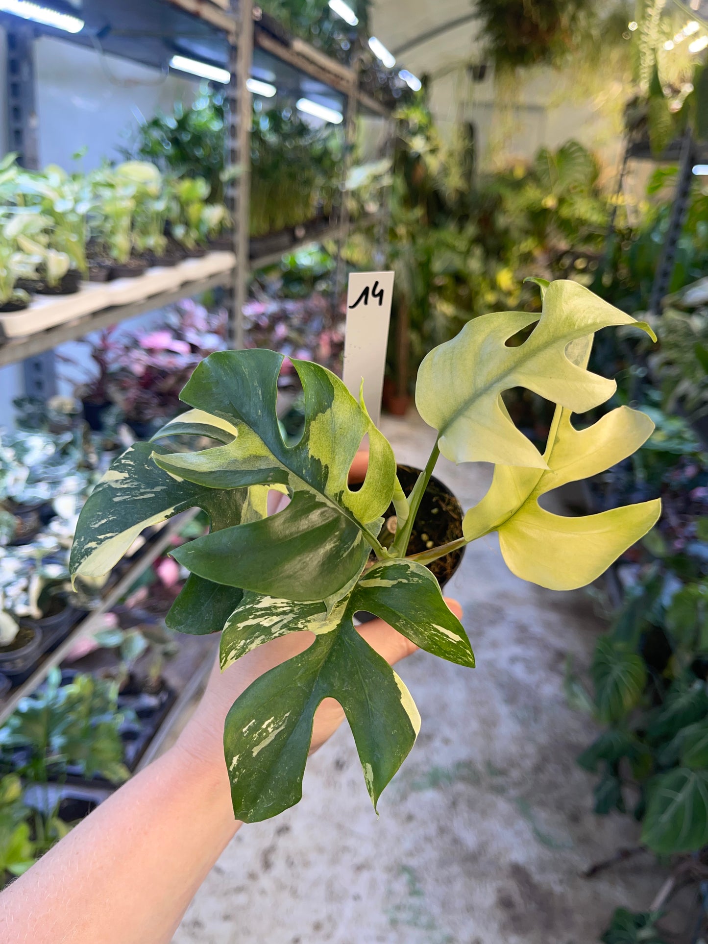 Monstera minima ALBO variegata / Rhaphidophora tetrasperma ALBO variegata