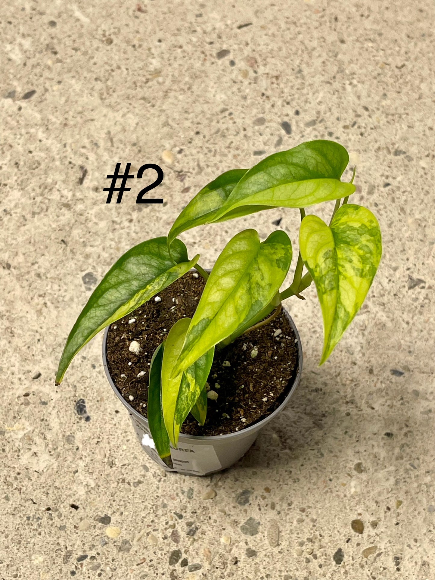 MONSTERA SILTEPECANA AUREA VARIEGATA NEW