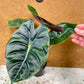 Alocasia golden bone