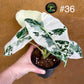 Alocasia frydek variegata haute variegation M