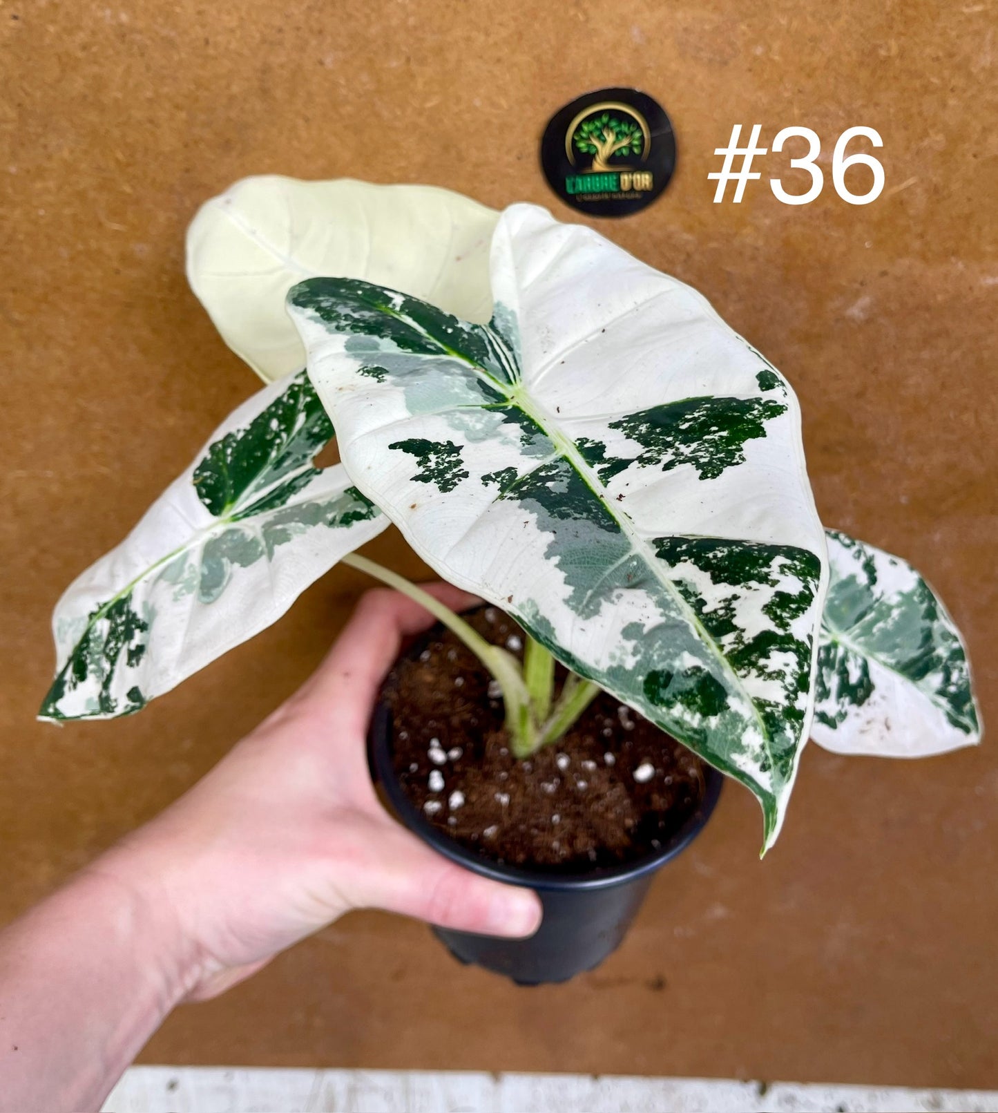 Alocasia frydek variegata haute variegation M