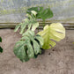 MONSTERA MINT