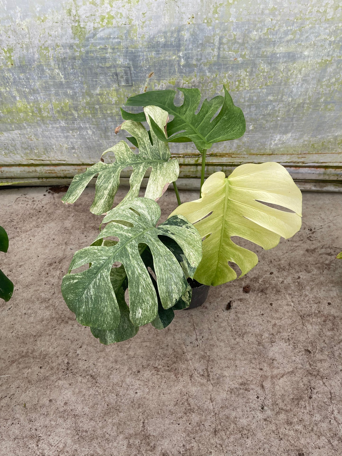 MONSTERA MINT