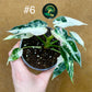 Alocasia green bambino variegata