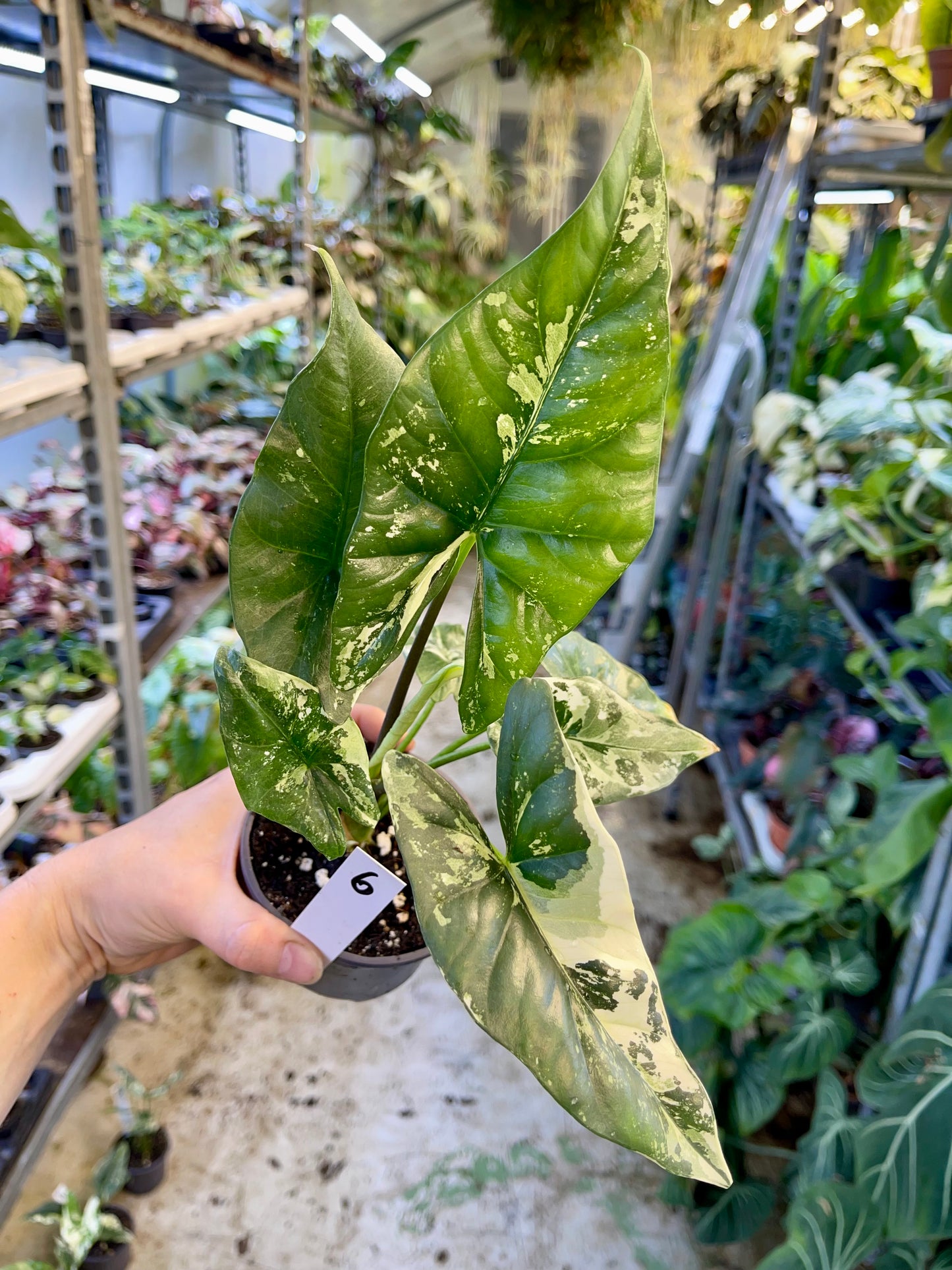 ALOCASIA SIMPO ALBO VARIEGATA M NEW