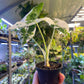 Alocasia frydek variegata haute variegation S