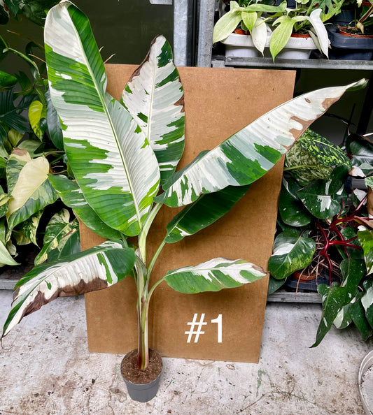Musa florida aeae variegata XL