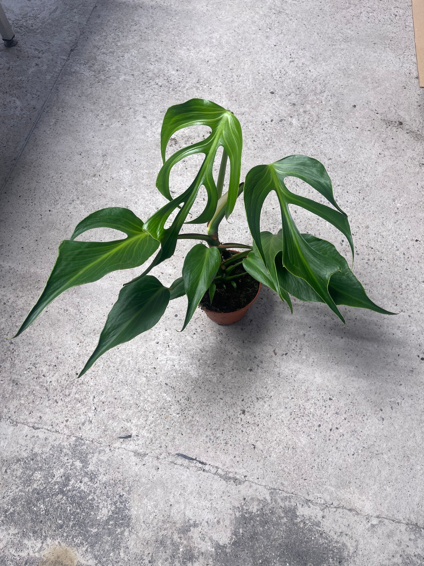 Monstera dilacerata burle marx flame L NEW