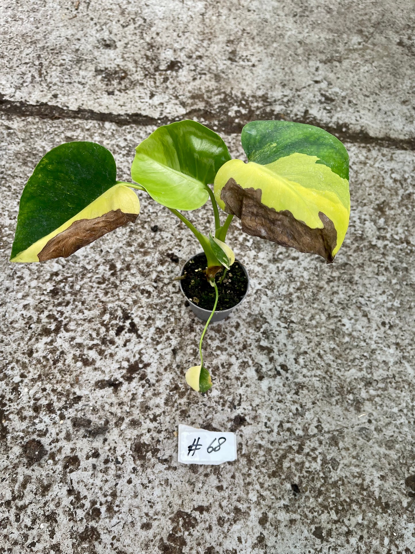 PLANTE A SAUVER