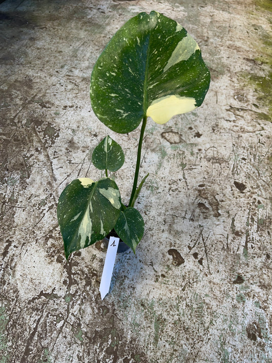 Monstera deliciosa thaï constellation M