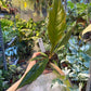 Philodendron caramel marble légère var M